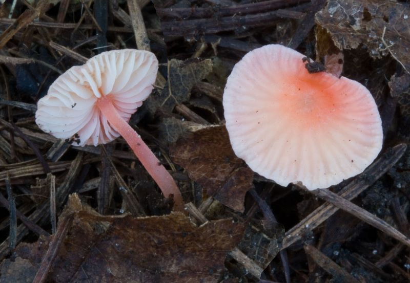 Mycena adonis